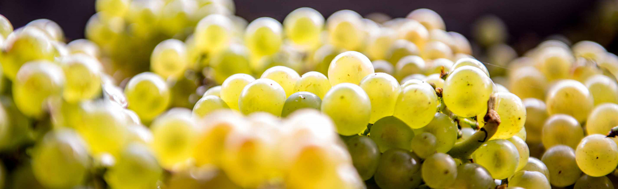 Secli Weinwelt AG Buchs