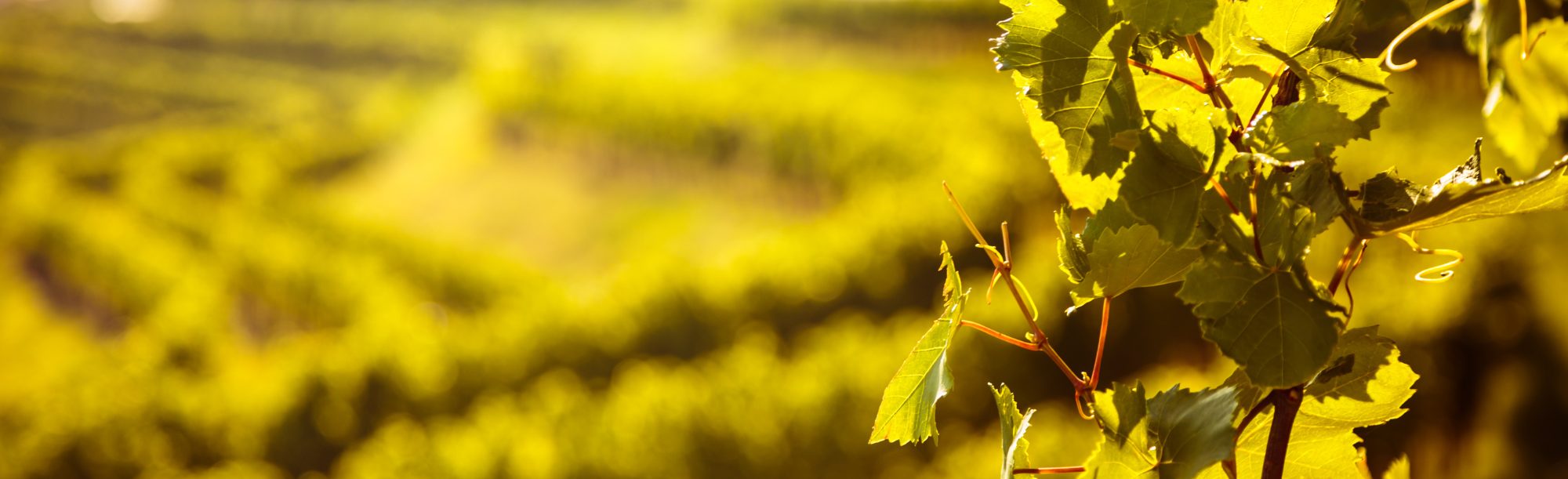 Secli Weinwelt - Bella Italia – Ein Land, unzählige Weinstile
