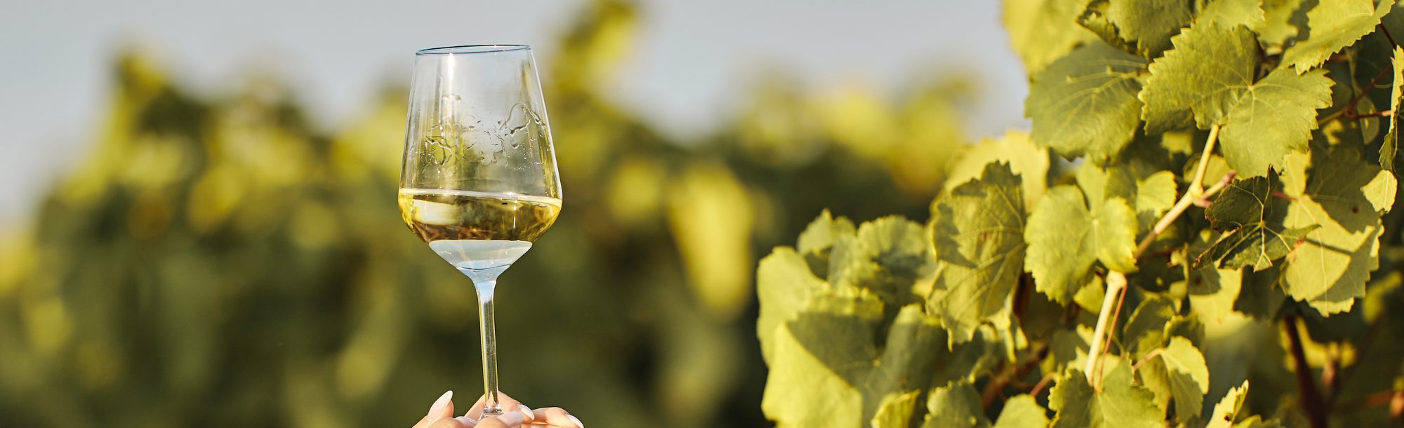 Secli Weinwelt - Wein Degustationen