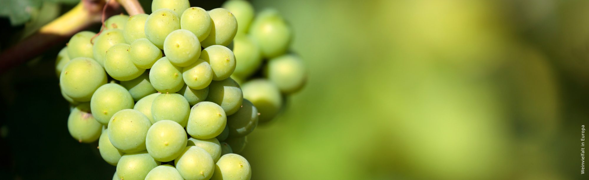 Secli Weinwelt - Weinreise im Glas
