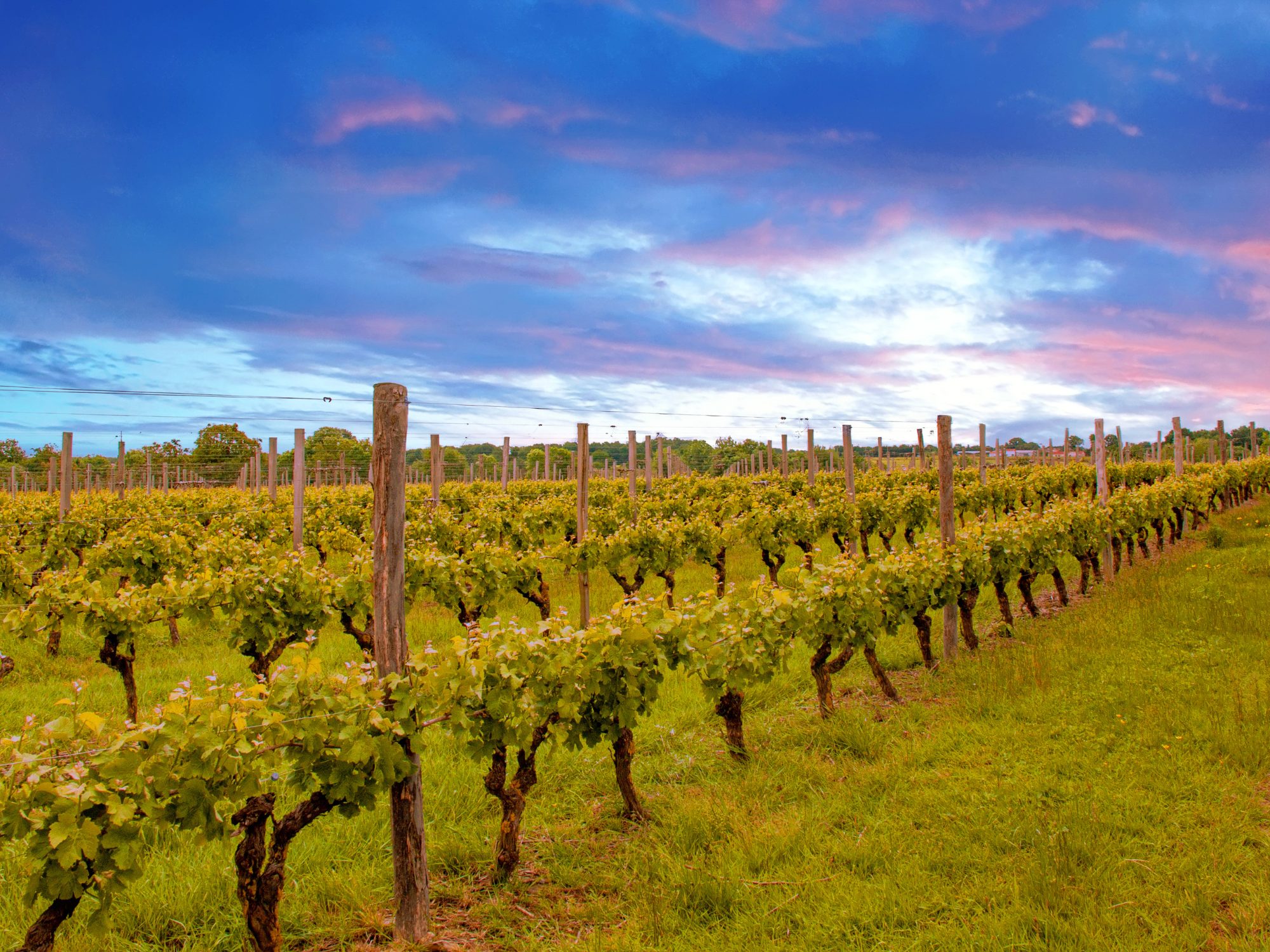 Secli Weinwelt - Weine der Loire