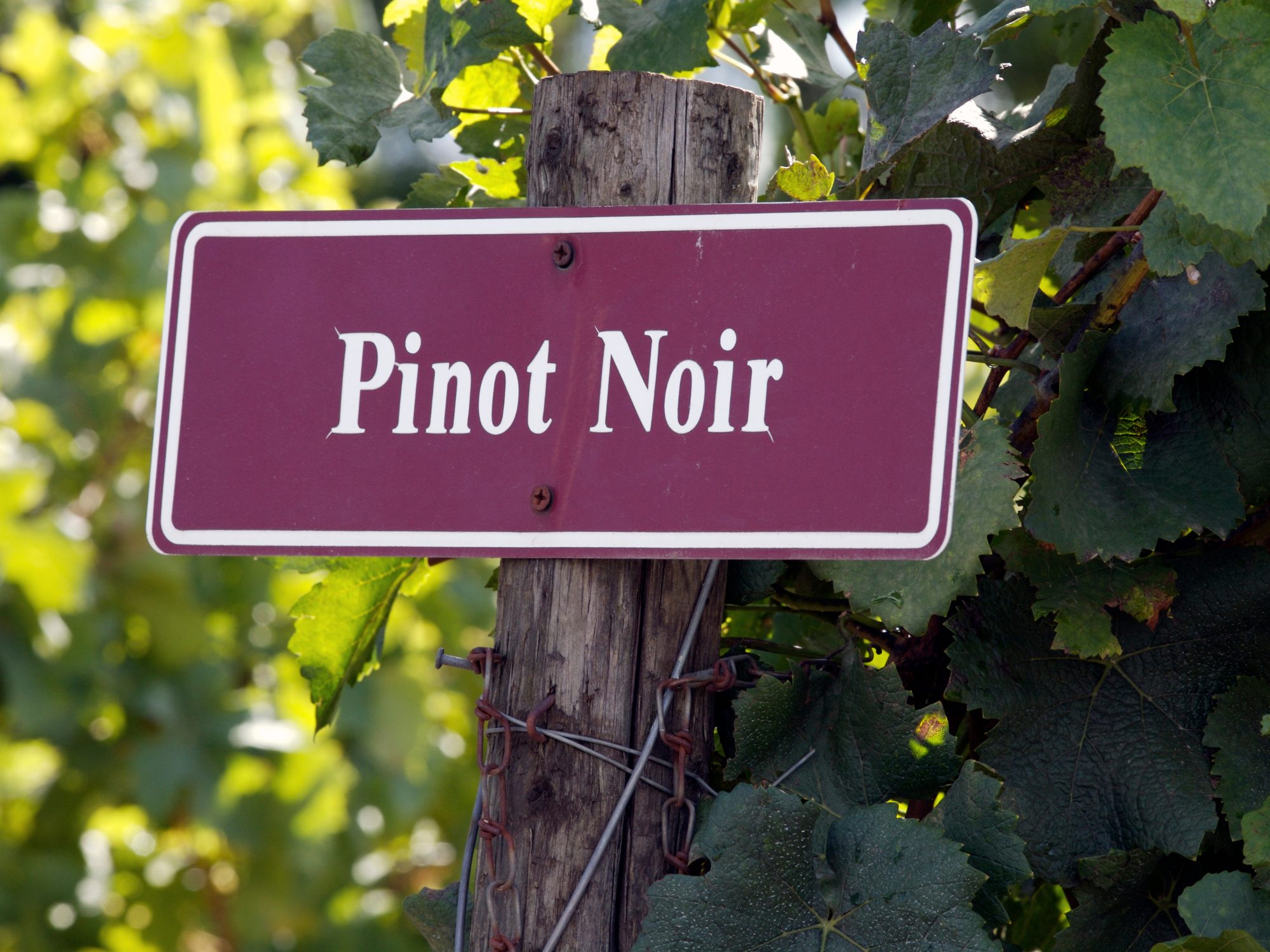 Secli Weinwelt - Gereifte Weine