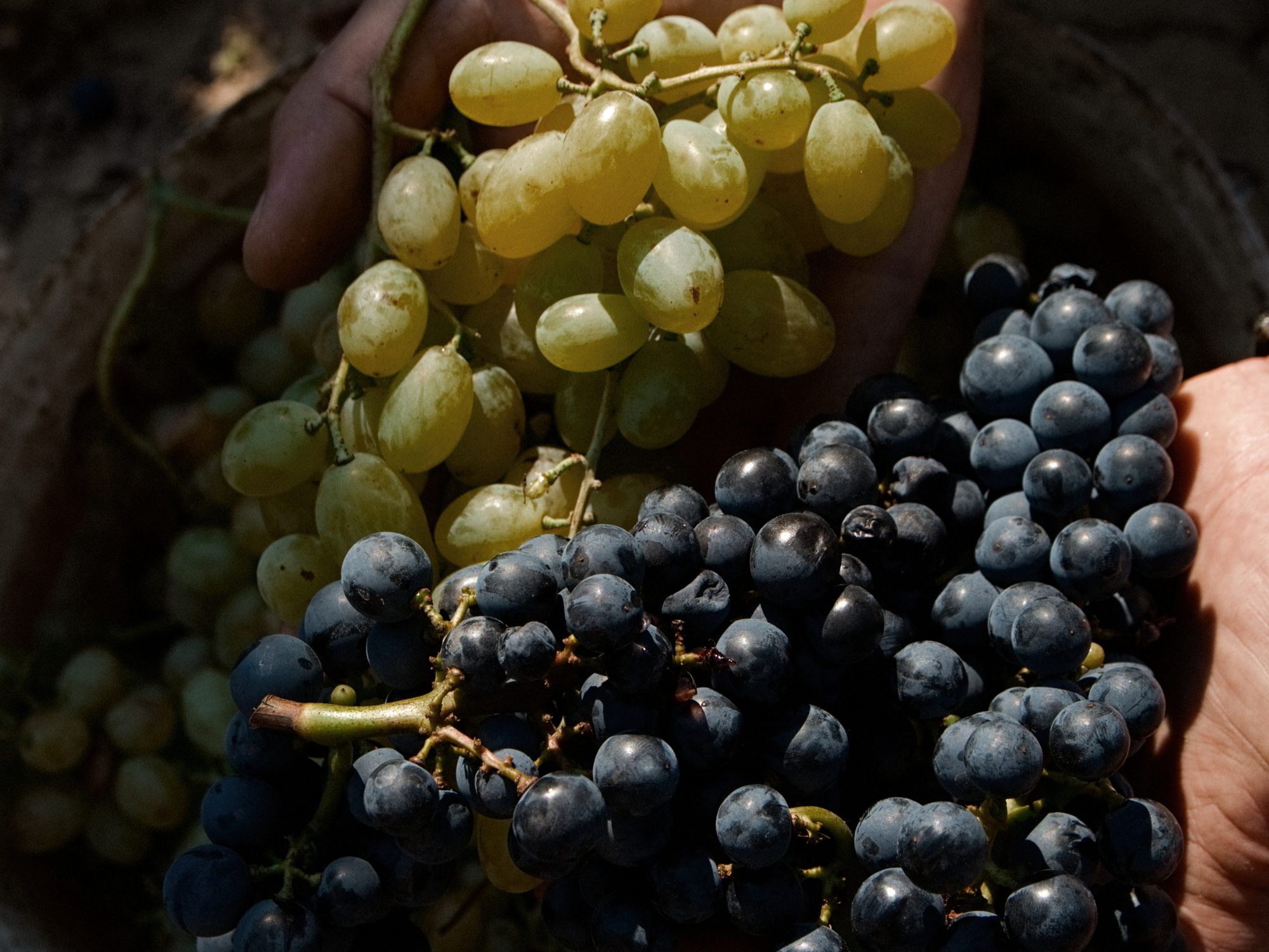 Secli Weinwelt - Reinsortiger Champagner