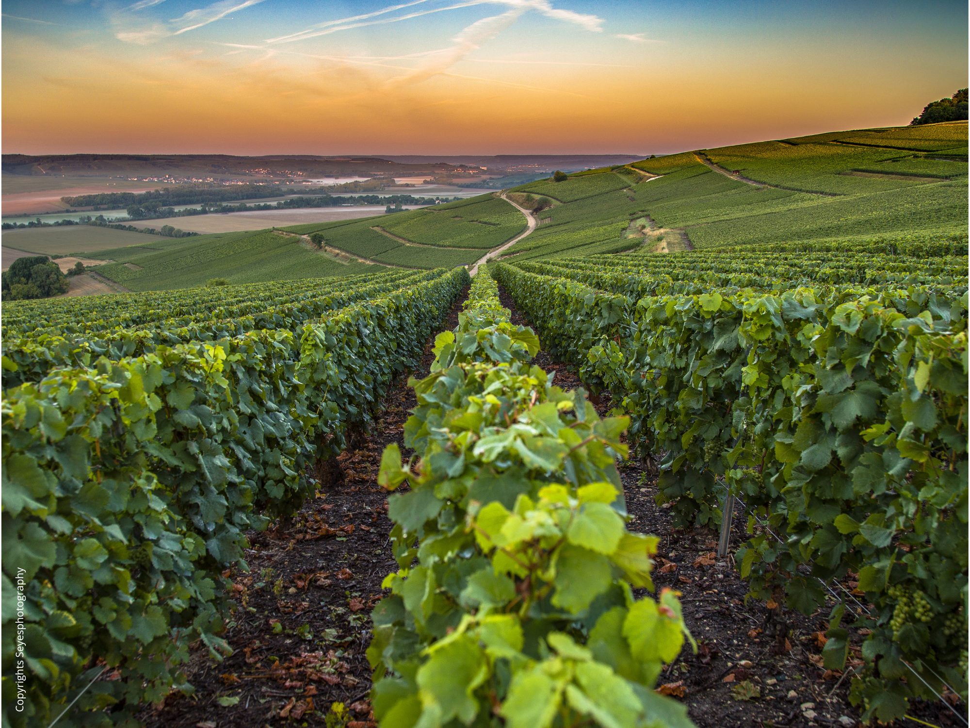 Secli Weinwelt - Champagner Basics