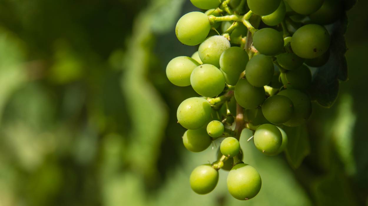 Secli Weinwelt - Frontpage Shop