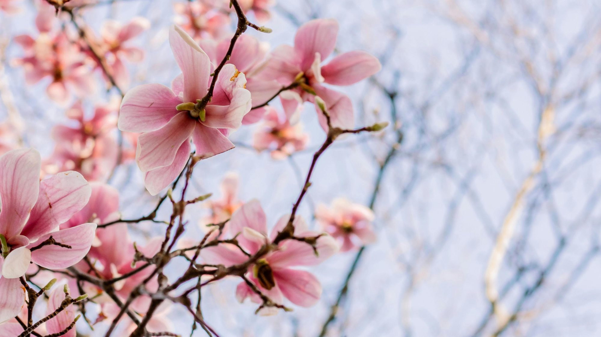 Secli Weinwelt - Frontpage Shop