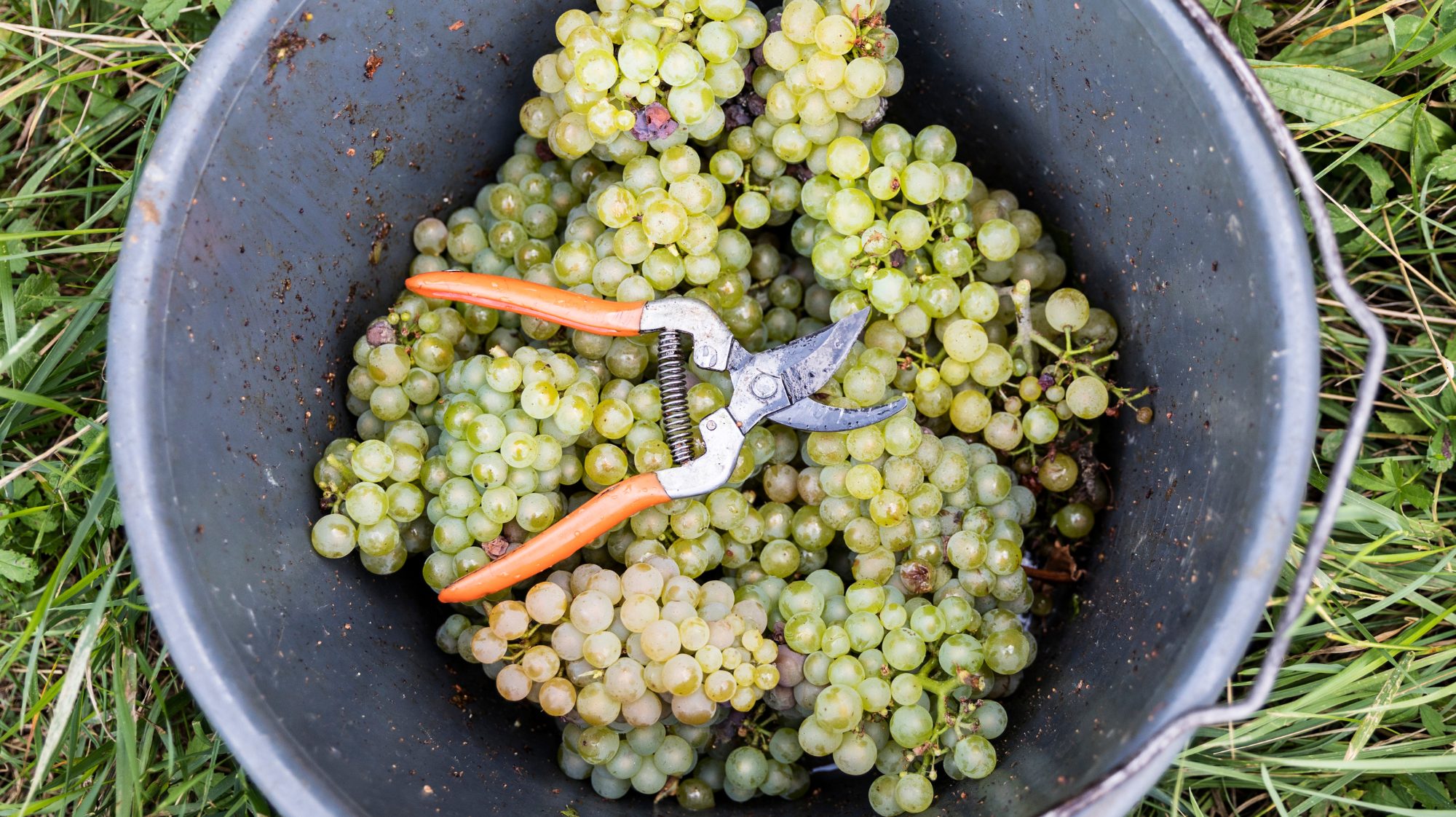 Secli Weinwelt - Champagnerwissen