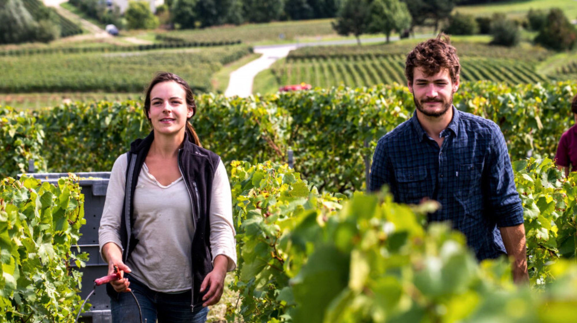 Secli Weinwelt – Bertrand-Delespierre – Winzerchampagner mit Feinsinn Bertrand-Delespierre – Winzerchampagner mit Feinsinn