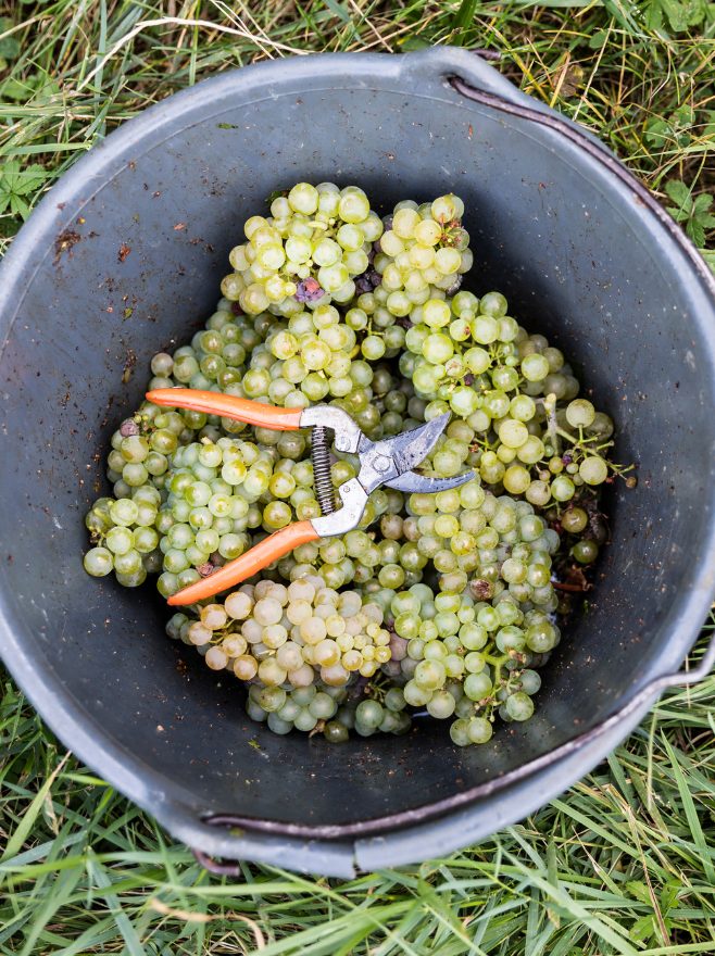 Secli Weinwelt - Reinsortiger Champagner