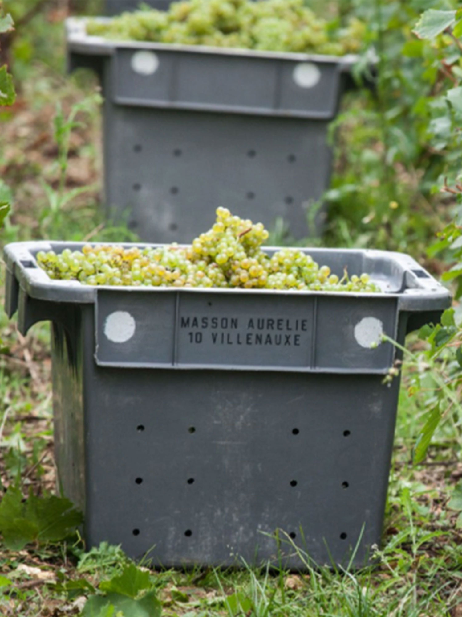 Secli Weinwelt - Donnschtig-Degu – Domaine Rollin & Barrat-Masson