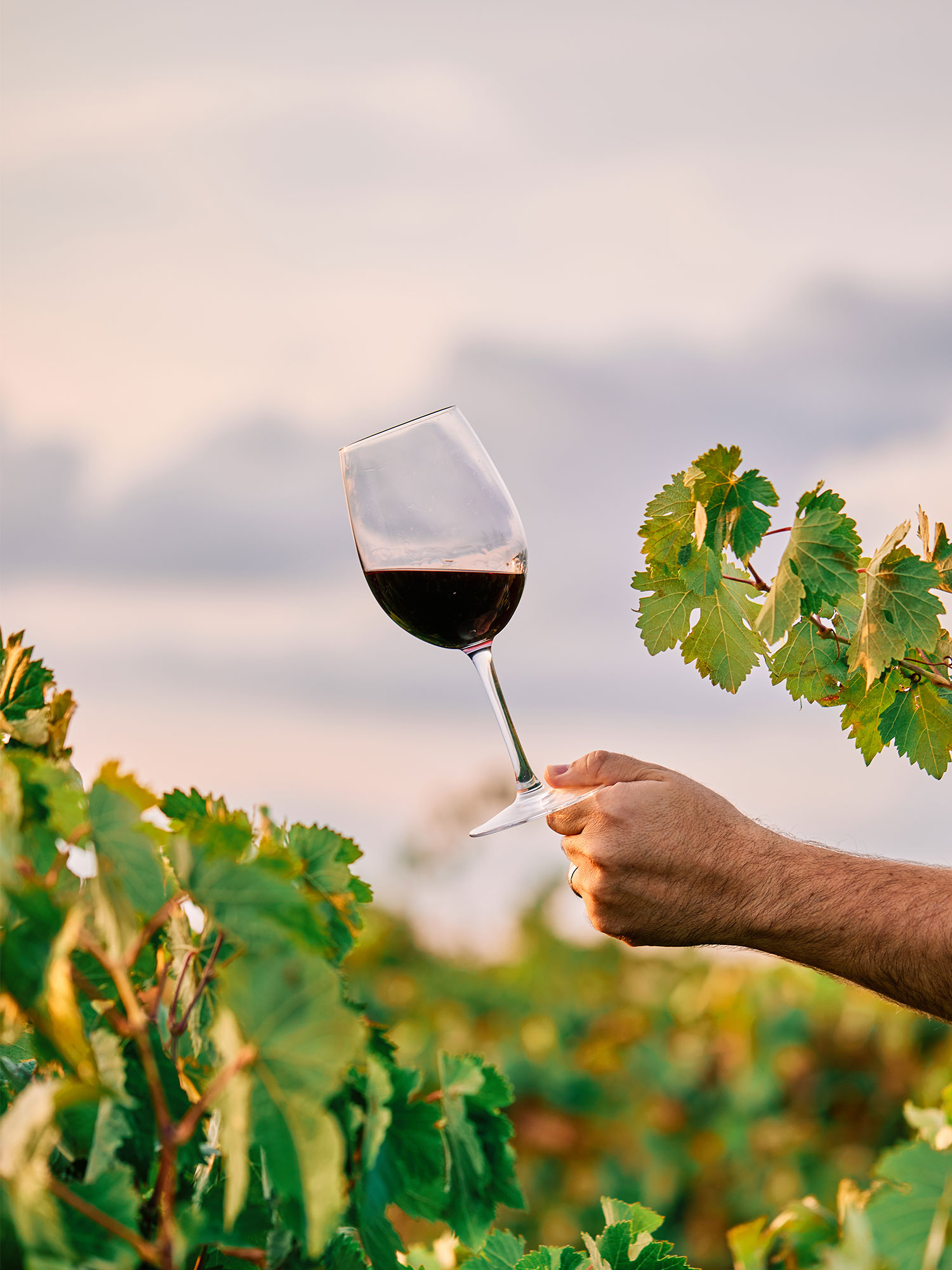 Secli Weinwelt - Weinreise im Glas – Secli Weinwelt am Buchserfest