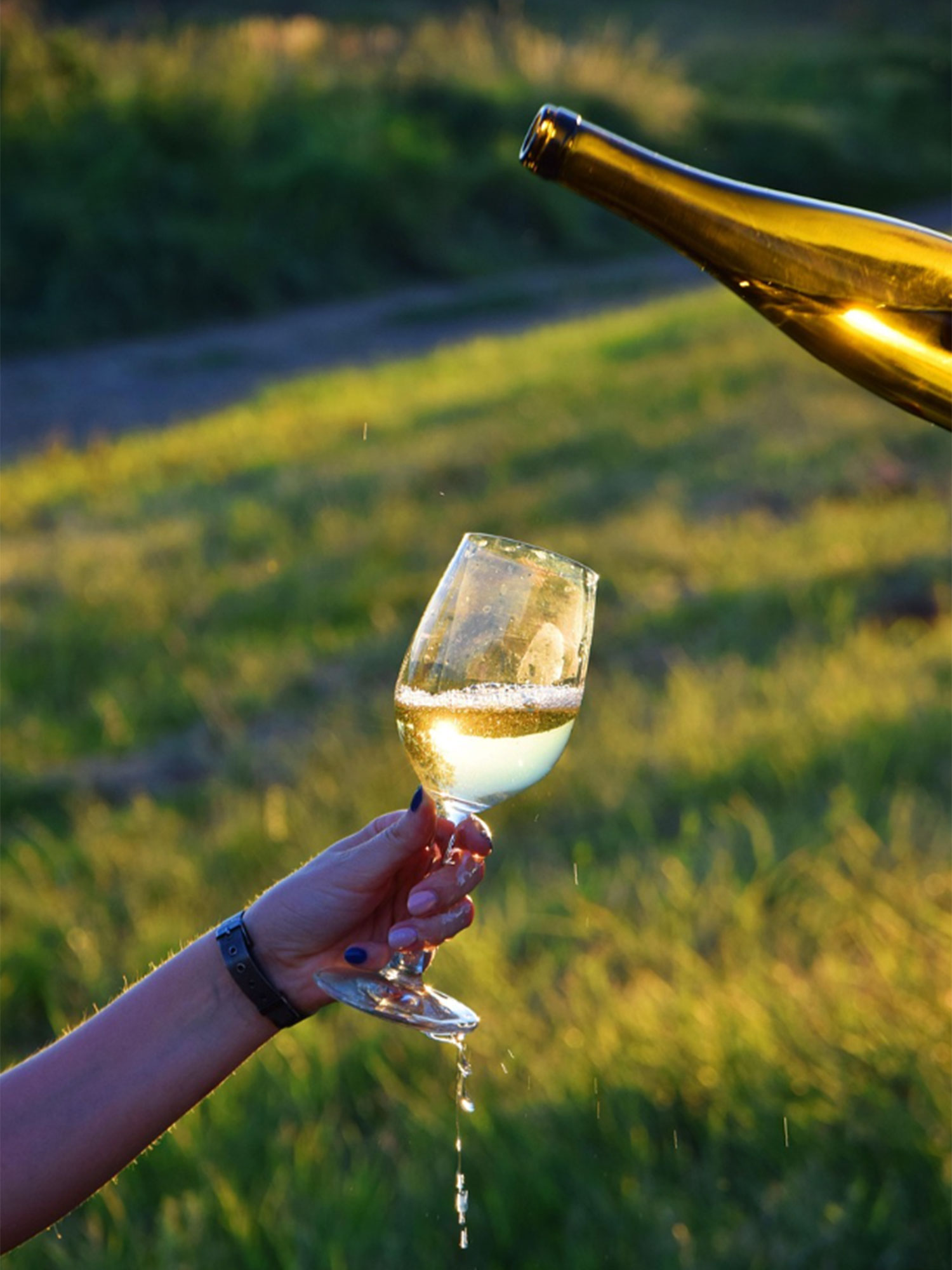 Secli Weinwelt - Weinreise im Glas – Secli Weinwelt am Buchserfest