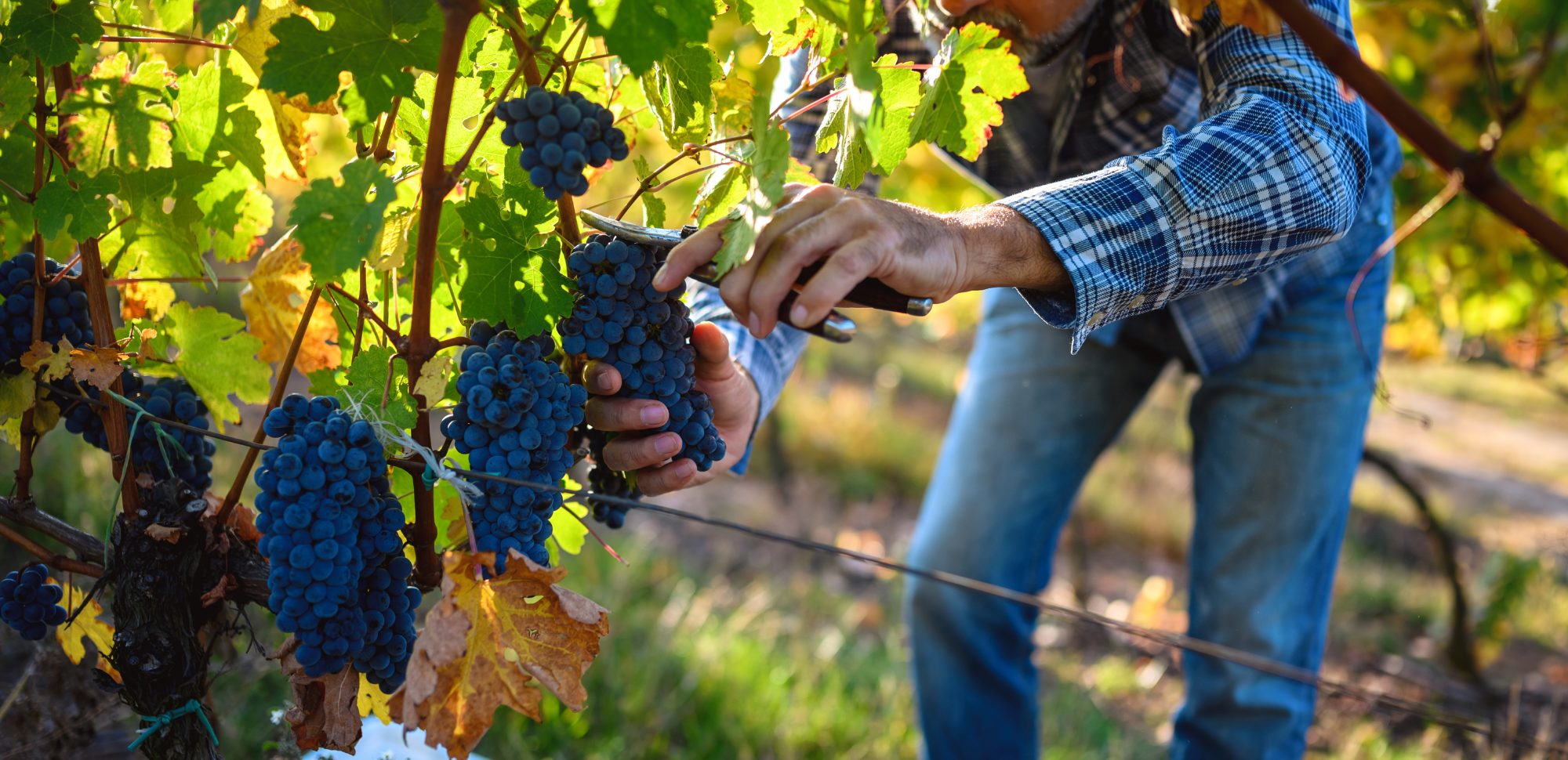 Secli Weinwelt - Reinsortiger Champagner