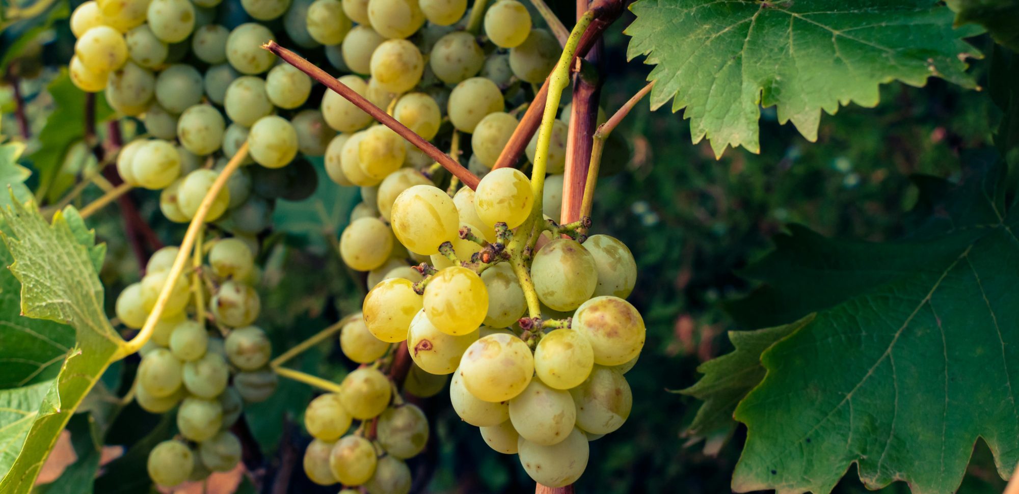 Secli Weinwelt - Reinsortiger Champagner