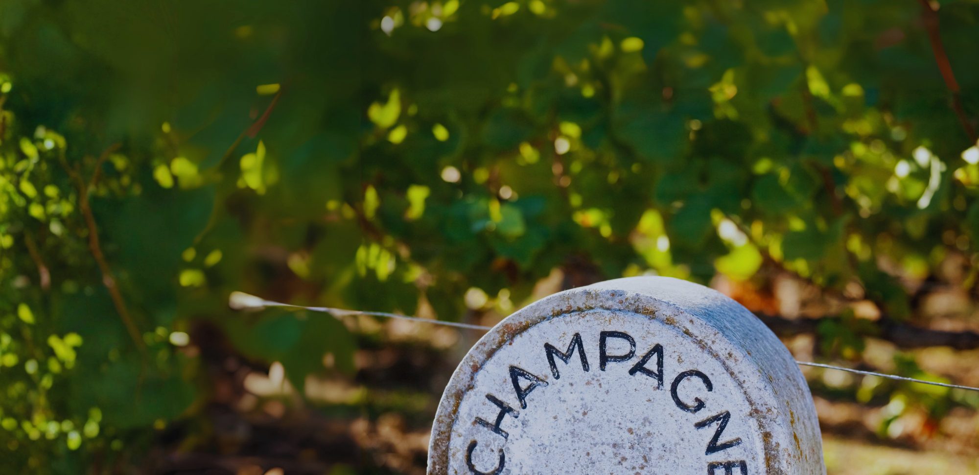 Secli Weinwelt - Frontpage Shop