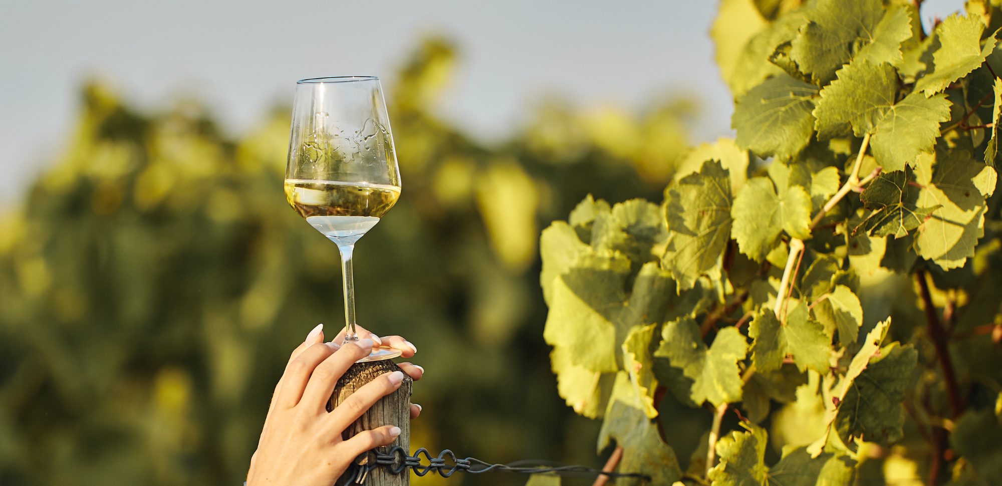 Secli Weinwelt - Frontpage Shop