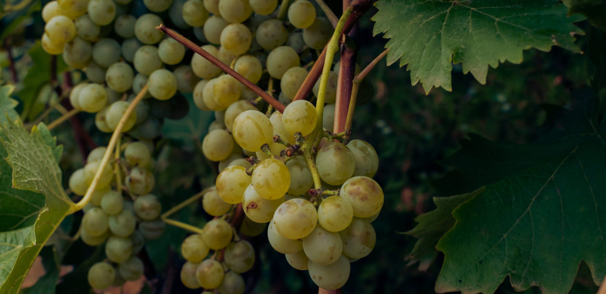 Secli Weinwelt - Frontpage Shop