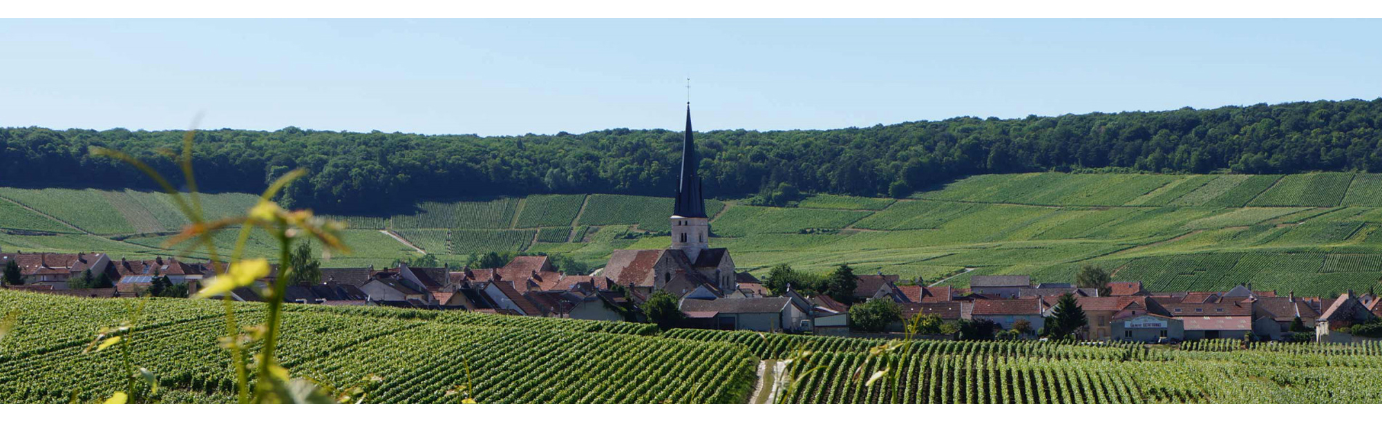 Weingüter Secli Weinwelt - Weingüter