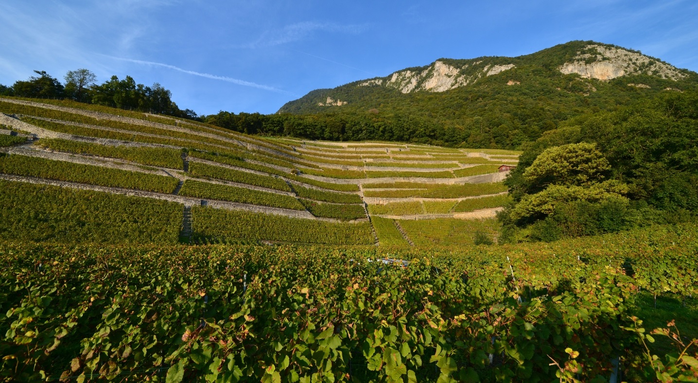 Weine von Domaine de la Pierre Latine Domaine de la Pierre Latine