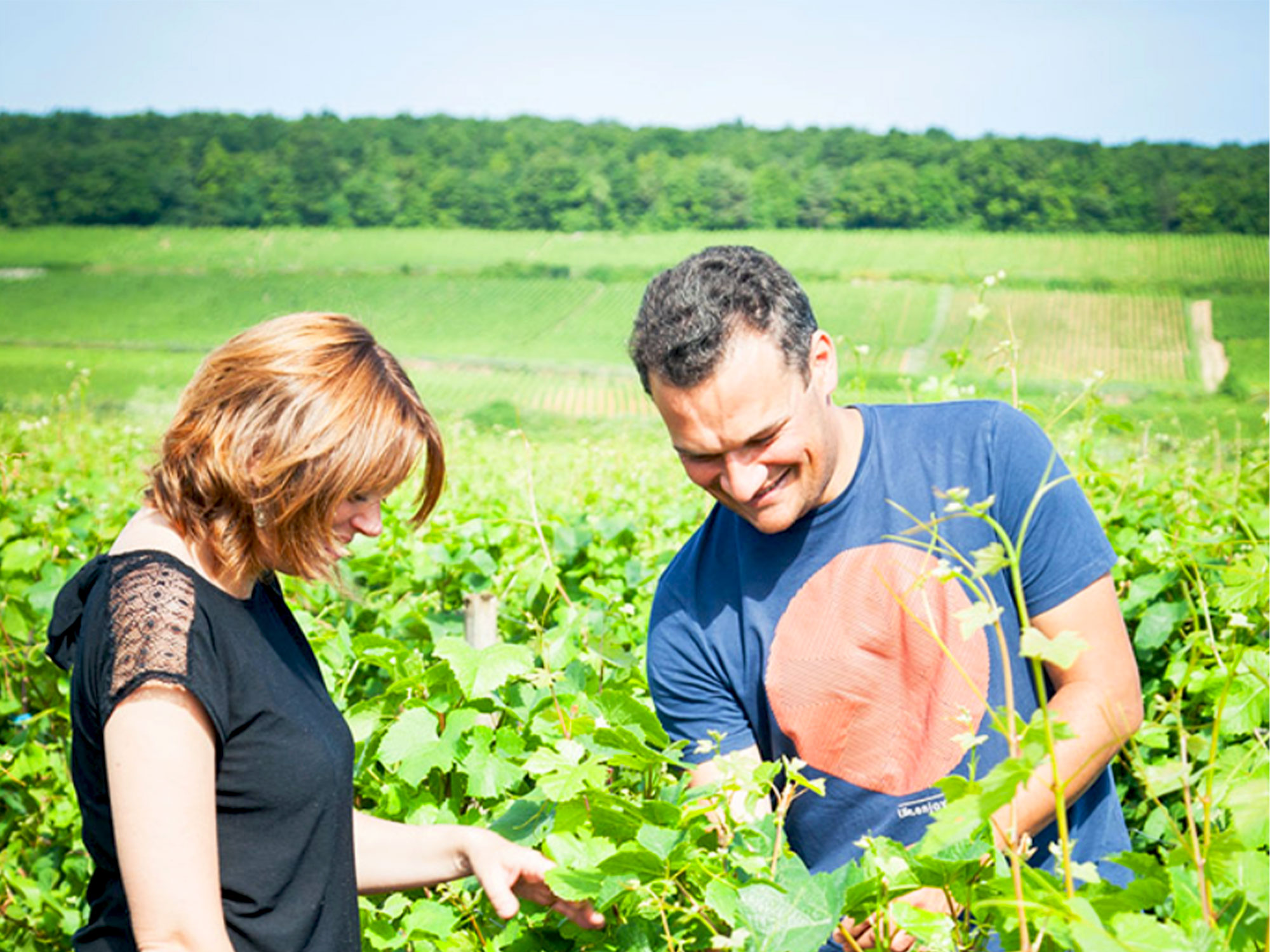 Domaine Rollin Père et Fils