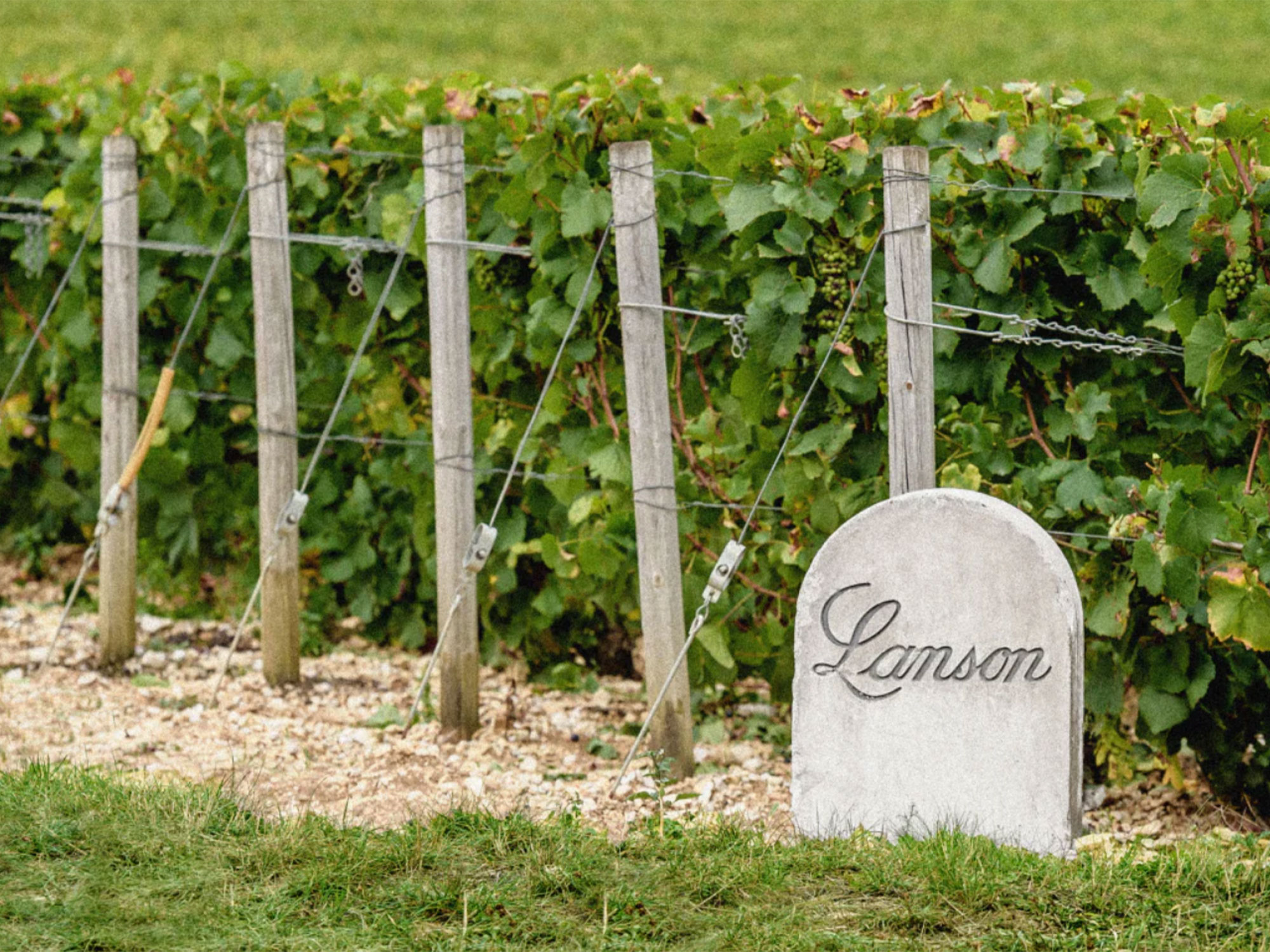Weine von Champagne Lanson Champagne Lanson