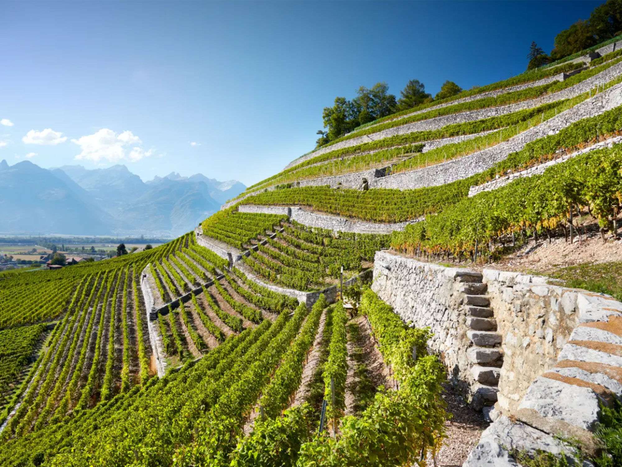 Domaine de la Pierre Latine