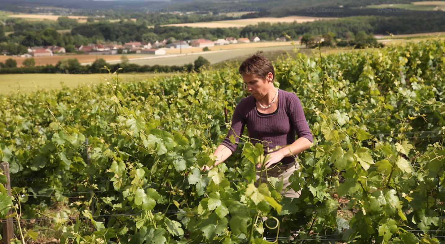 Weine von Marie Courtin Marie Courtin