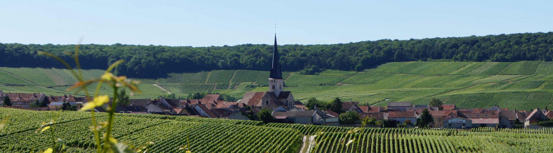 SECLI Weinwelt Weingüter